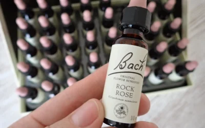 Rock rose – devaterník penízkovitý