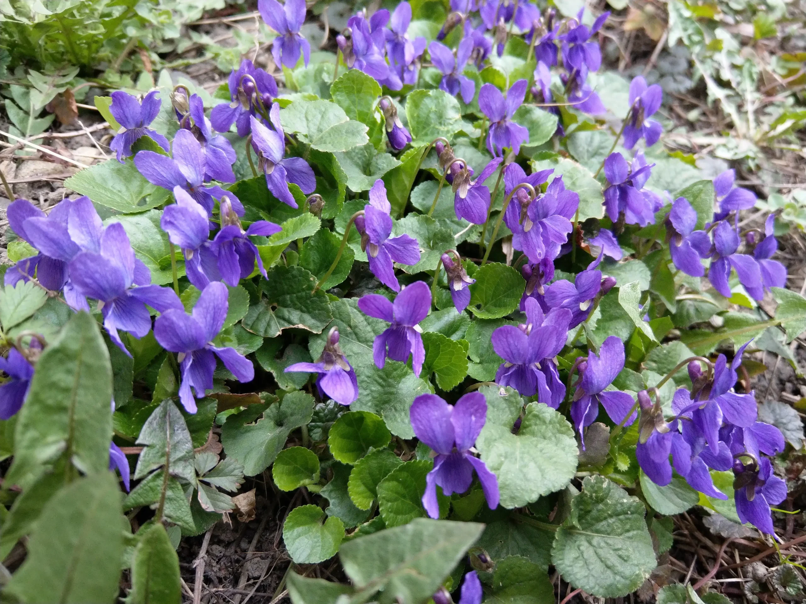 Violka vonná – malý zázrak přírody